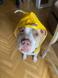 Imperméable pour Chien - Veste à Capuche, Poncho de Pluie - Digital Store vetements pour animaux